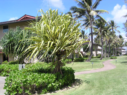 Pandanus Sanderi
